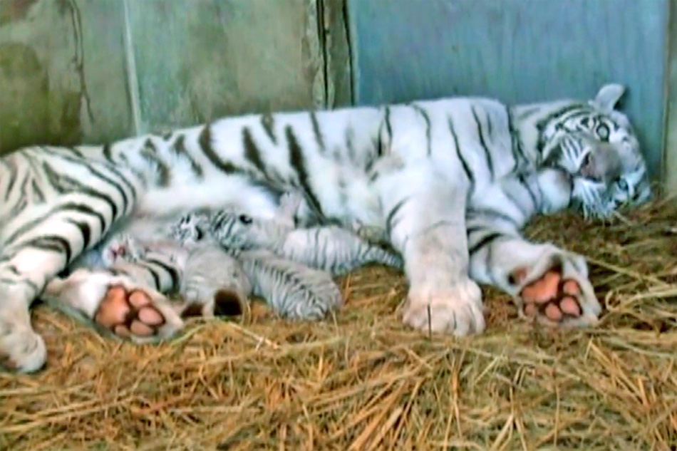 white tiger and cubs