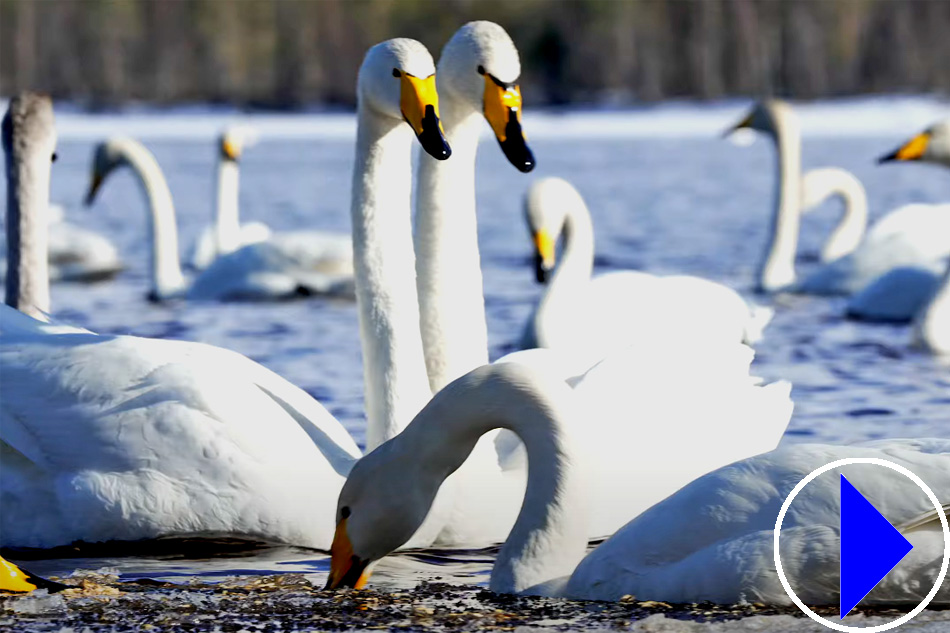 whooper swans