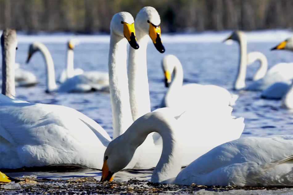 whooper swans