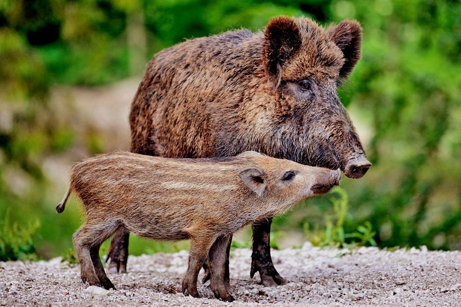 wildboar with piglet