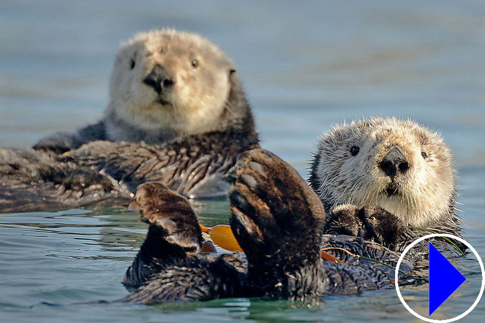 sea otters