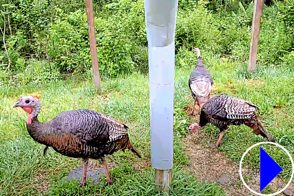 wild turkeys in maine